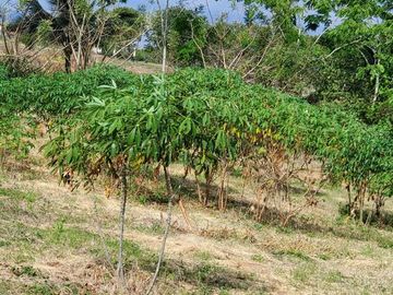 Finca en Venta Los Bajos de Montecristi