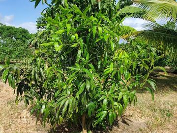 Finca en Venta Los Bajos de Montecristi