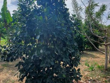 Finca en Venta Los Bajos de Montecristi