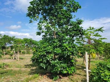 Finca en Venta Los Bajos de Montecristi
