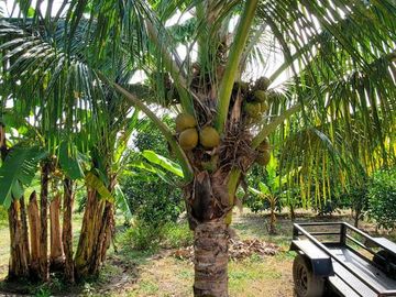 Finca en Venta Los Bajos de Montecristi