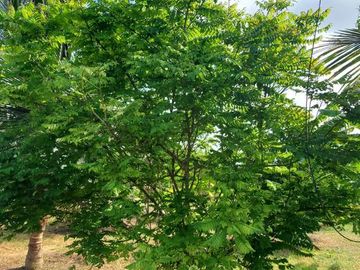 Finca en Venta Los Bajos de Montecristi