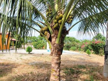 Finca en Venta Los Bajos de Montecristi