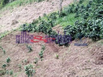 FINCA EN VENTA EN ALTO DEL NUDO/DOSQUEBRADAS