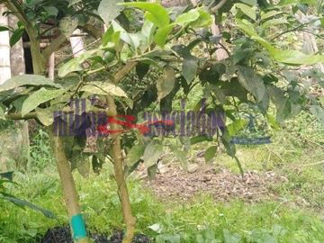 FINCA EN VENTA EN ALTO DEL NUDO/DOSQUEBRADAS