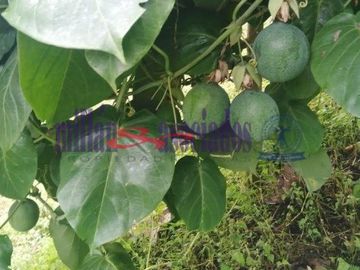 FINCA EN VENTA EN ALTO DEL NUDO/DOSQUEBRADAS