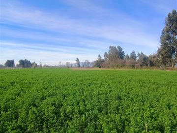 Parcela en venta en Chimbarongo