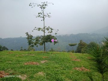 Tanah Kavling Kebun Produktif Murah di Bogor Timur