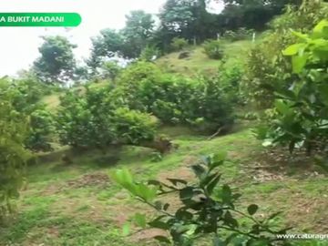 Tanah Kavling Kebun Produktif di Bogor sangat Murah Banget