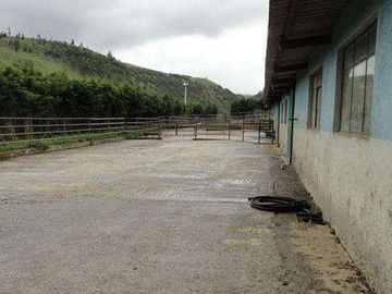 Venta de hacienda en Cayambe, 92 HA