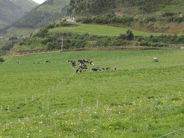 Venta de hacienda en Cayambe, 92 HA