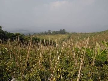 Jual Cepat Tanah Murah 130 Ha Di Sukaresmi Kota Cianjur