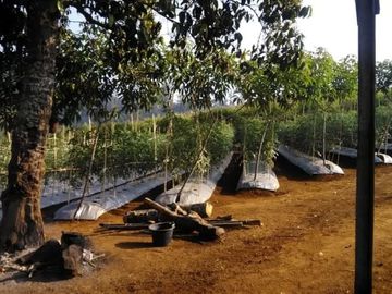 Jual Cepat Tanah Murah 130 Ha Di Sukaresmi Kota Cianjur