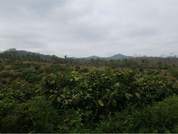 se vende finca en 24 de Mayo
