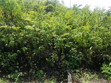 se vende finca en 24 de Mayo