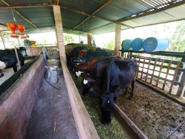 Venta de Finca en Piedecuesta - Vía La Mesa de Los Santos. Cod V6027