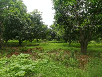 Terreno de mas de nueve hectáreas en El Bejuco