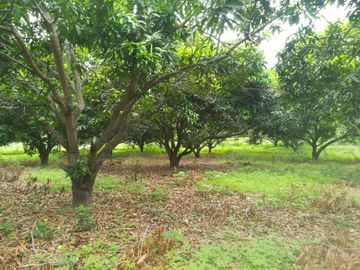 Terreno de mas de nueve hectáreas en El Bejuco