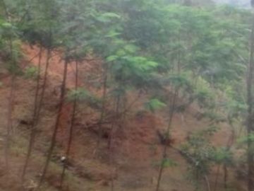 Dijual Cepat Tanah Murah 260 Ha Di Pabuaran Kota Sukabumi