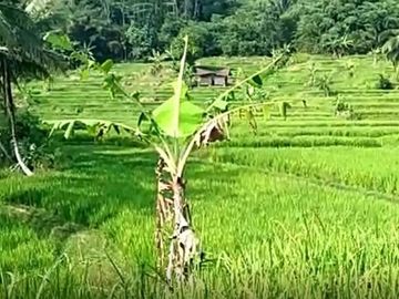 Jual Cepat Tanah Murah 5 Ha Di Cikembar Kota Sukabumi