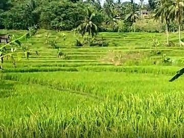 Jual Cepat Tanah Murah 5 Ha Di Cikembar Kota Sukabumi