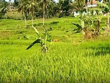 Jual Cepat Tanah Murah 5 Ha Di Cikembar Kota Sukabumi