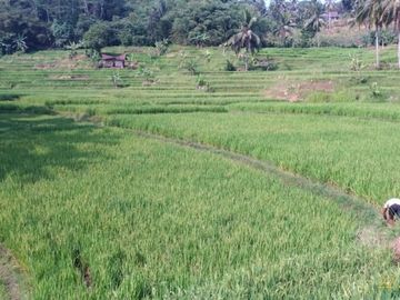 Jual Cepat Tanah Murah 5 Ha Di Cikembar Kota Sukabumi