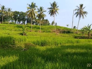 Jual Cepat Tanah Murah 5 Ha Di Cikembar Kota Sukabumi