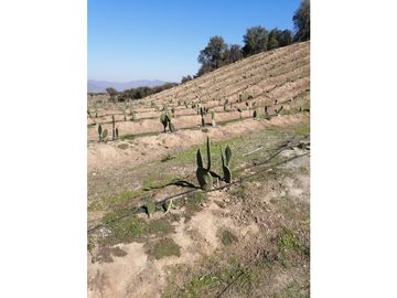 Vta Terreno sector de Aithue ,Melipilla MAN-600