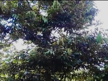 Jual murah Tanah kebun teh dll dekat pemukiman penduduk pedesaan Bojong Purwakarta Jawa Barat