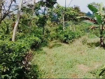 Jual murah Tanah kebun teh dll dekat pemukiman penduduk pedesaan Bojong Purwakarta Jawa Barat