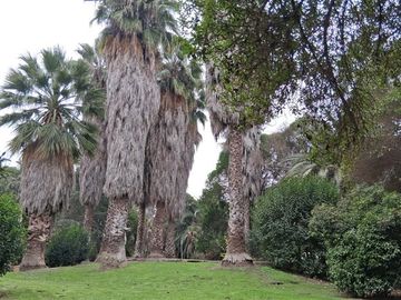 Parcela en venta 4 dorm y 3 baños en Carampangue