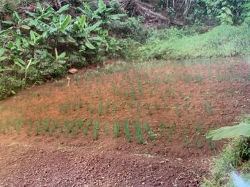 finca en venta en dapa. Cod V11668