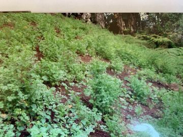 finca en venta en dapa. Cod V11668