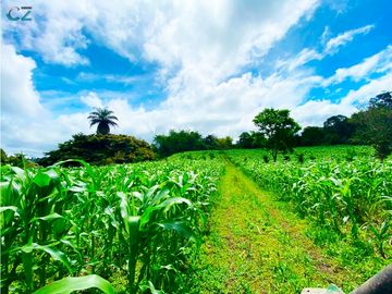 Venta de Finca Alto de Monte Lirio Tierras Altas Chiriqui