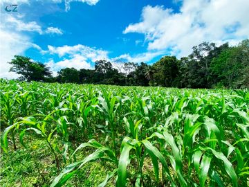 Venta de Finca Alto de Monte Lirio Tierras Altas Chiriqui