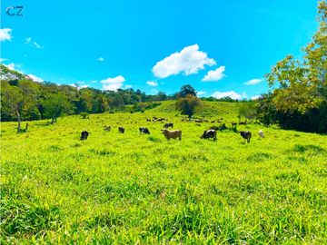 Venta de Finca Alto de Monte Lirio Tierras Altas Chiriqui