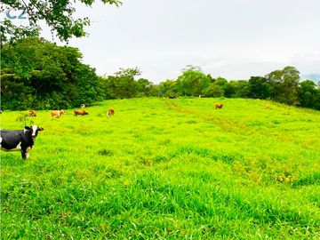 Venta de Finca Alto de Monte Lirio Tierras Altas Chiriqui