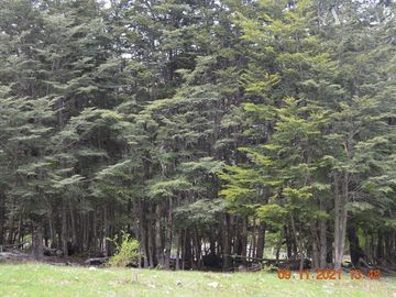 Sitio en Venta en Rio Panqui
