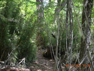 Sitio en Venta en Rio Panqui