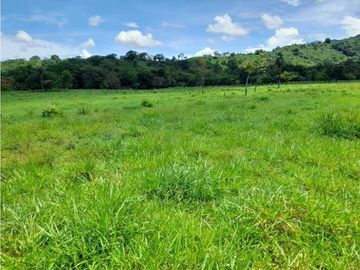 VENDO 90 HECTAREAS CON AGUA VIVA GUALACA