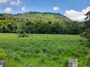 VENDO 90 HECTAREAS CON AGUA VIVA GUALACA