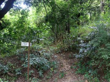 FOR SALE: 1,035 SQM Farm Land in Antipolo
