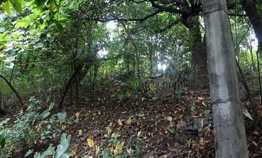 FOR SALE: 1,035 SQM Farm Land in Antipolo