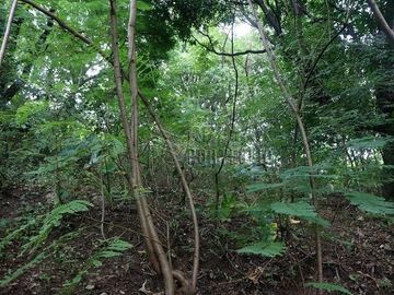 FOR SALE: 1,035 SQM Farm Land in Antipolo
