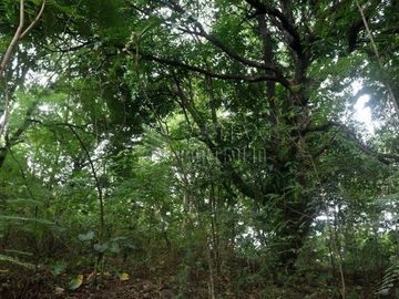FOR SALE: 1,035 SQM Farm Land in Antipolo