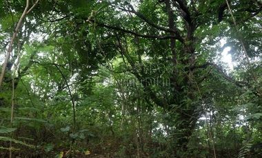 FOR SALE: 1,035 SQM Farm Land in Antipolo
