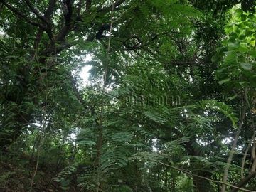 FOR SALE: 1,035 SQM Farm Land in Antipolo