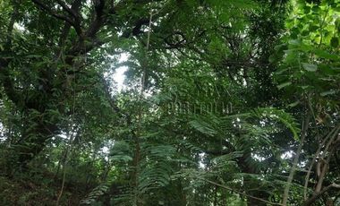 FOR SALE: 1,035 SQM Farm Land in Antipolo