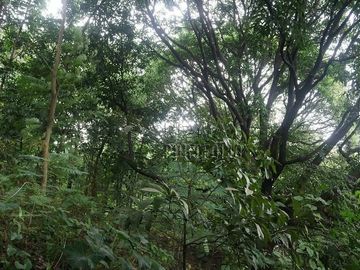 FOR SALE: 1,035 SQM Farm Land in Antipolo